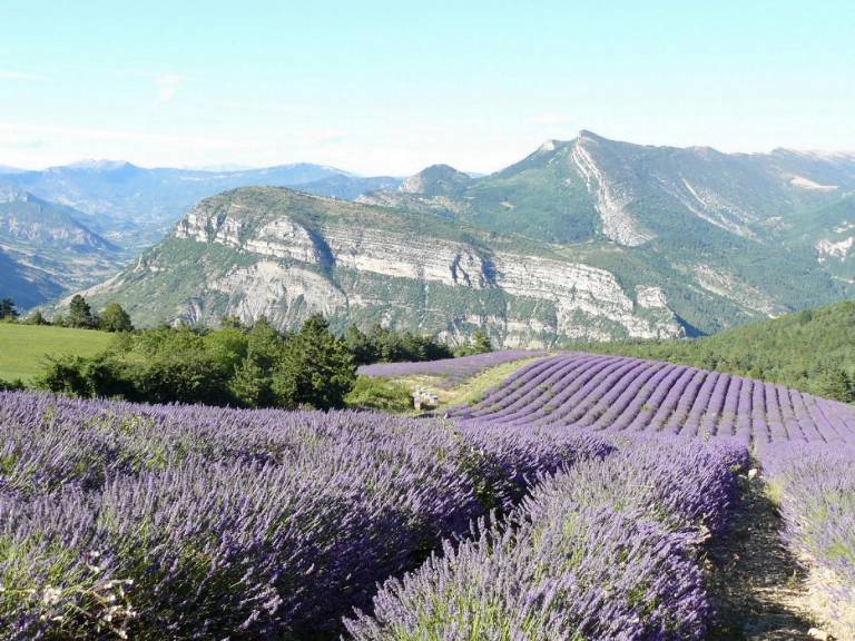 vqc_champ lavande Gite la faurie haut buech hebergement vacances hutes alpes gite rural 1.jpg